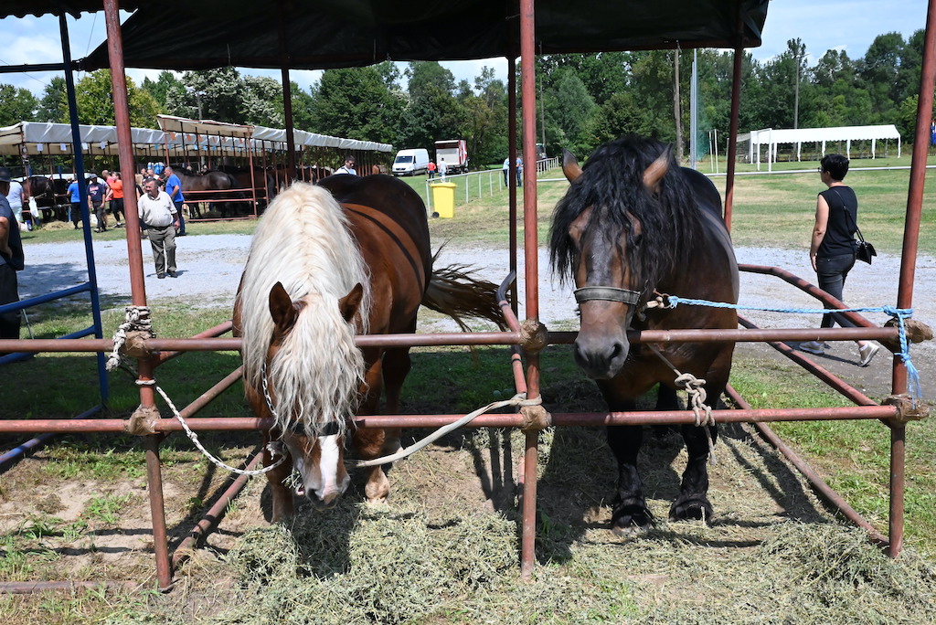 U sklopu obilježavanja Dana Općine Sunja, u subotu 22. srpnja 2023. godine održana je XVII. Državna konjogojska izložba na kojoj su predstavljena najbolja grla hrvatskog posavca i hrvatskog hladnokrvnjaka. Izložbu je nazočila i svečano otvorila pročelnica Upravnog odjela za poljoprivredu, ruralni razvoj, zaštitu okoliša i prirode Anita Sinjeri Ibrišević.